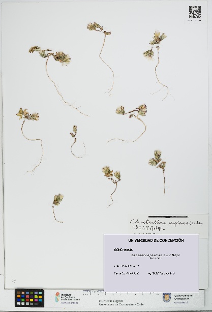 Chaetanthera euphrasioides [Espécimen: UDEC:CONC:0163348]