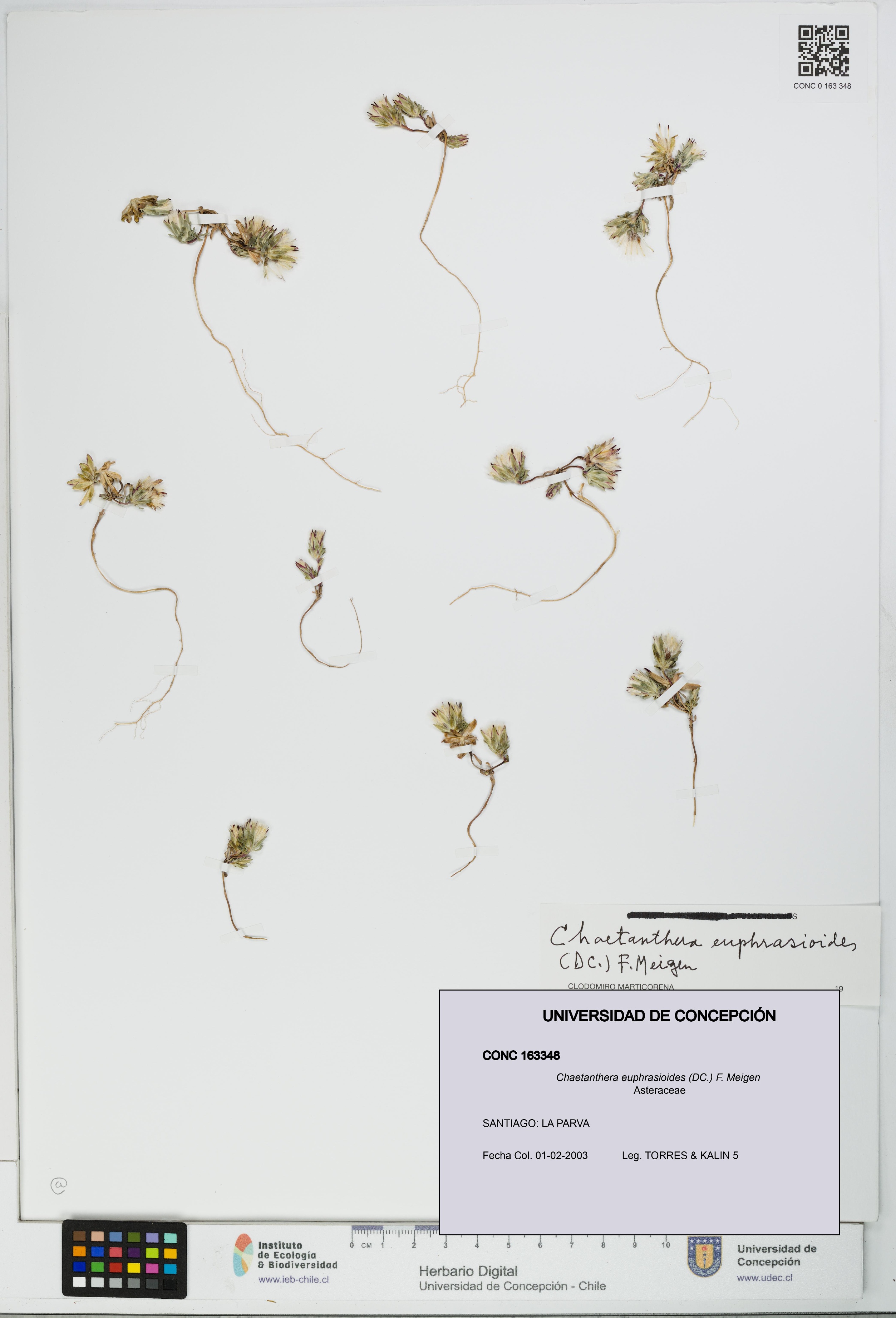 Chaetanthera euphrasioides [Espécimen: UDEC:CONC:0163348]