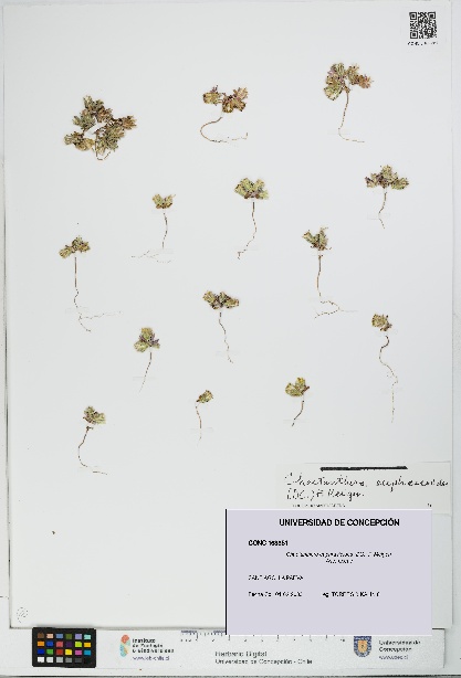 Chaetanthera euphrasioides [Espécimen: UDEC:CONC:0163351]