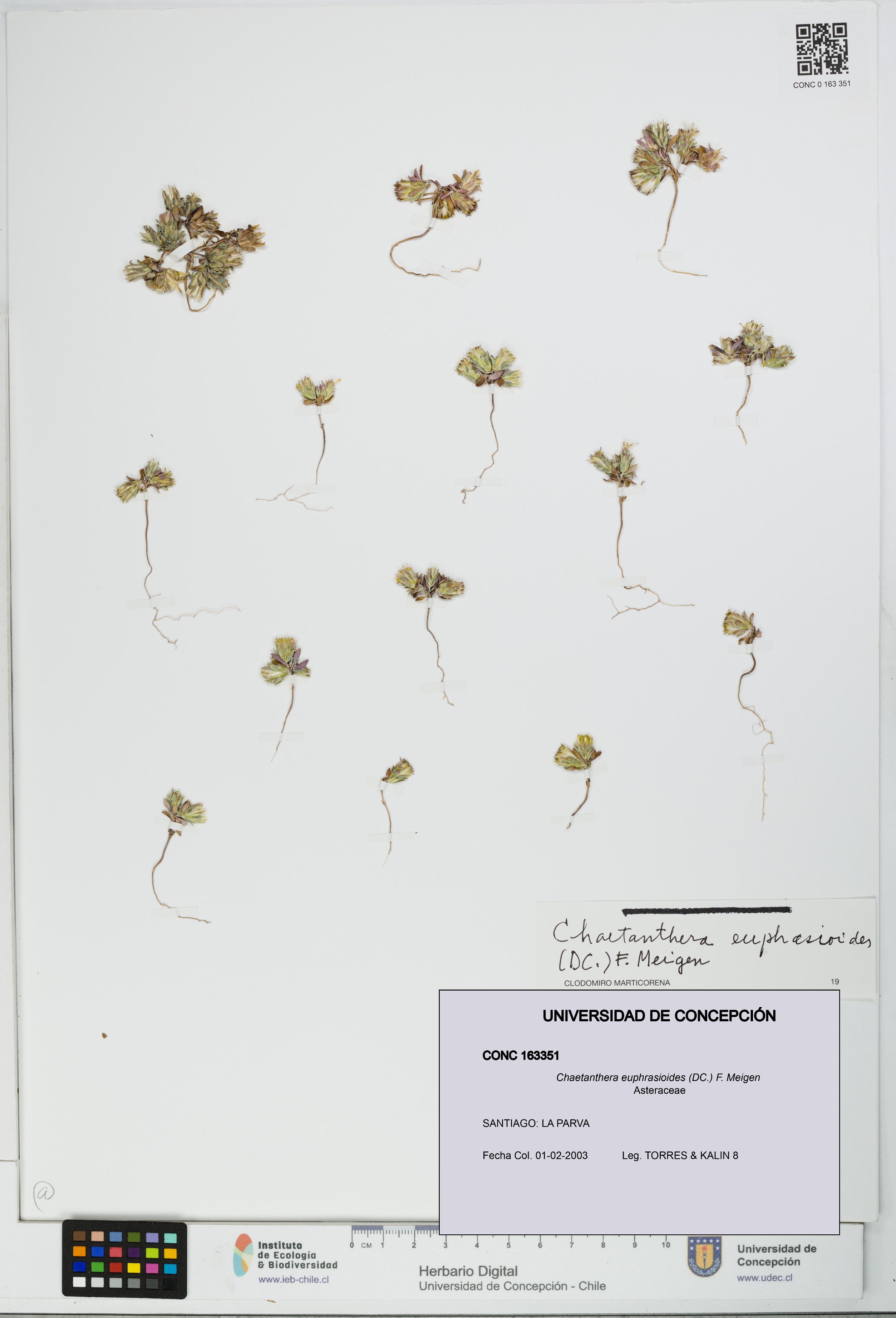 Chaetanthera euphrasioides [Espécimen: UDEC:CONC:0163351]