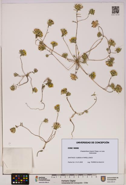 Chaetanthera linearis [Espécimen: UDEC:CONC:0163352]