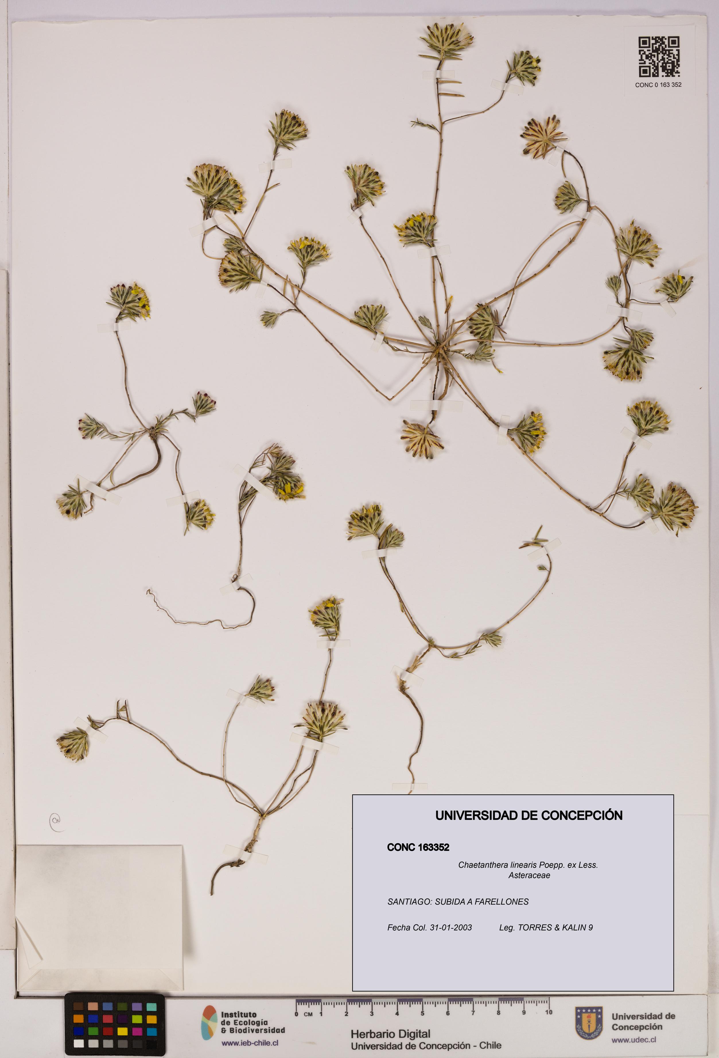 Chaetanthera linearis [Espécimen: UDEC:CONC:0163352]