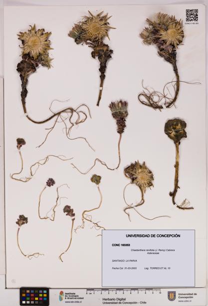 Chaetanthera renifolia [Espécimen: UDEC:CONC:0163353]