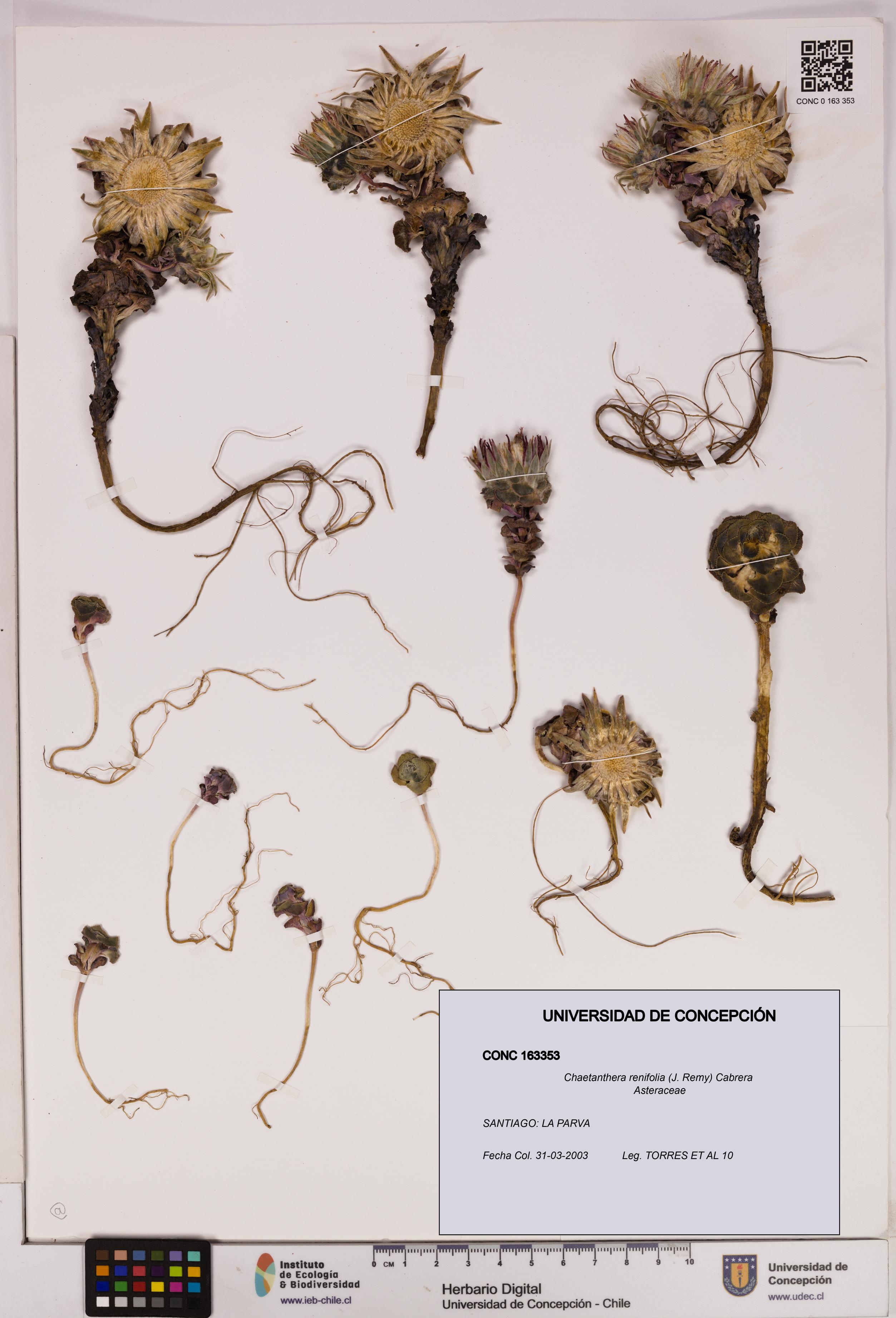 Chaetanthera renifolia [Espécimen: UDEC:CONC:0163353]