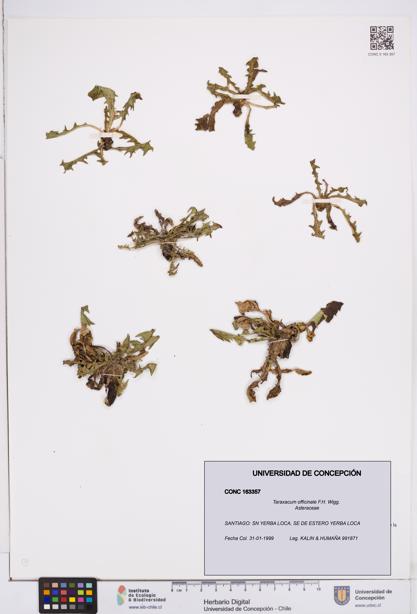 Taraxacum officinale [Espécimen: ]