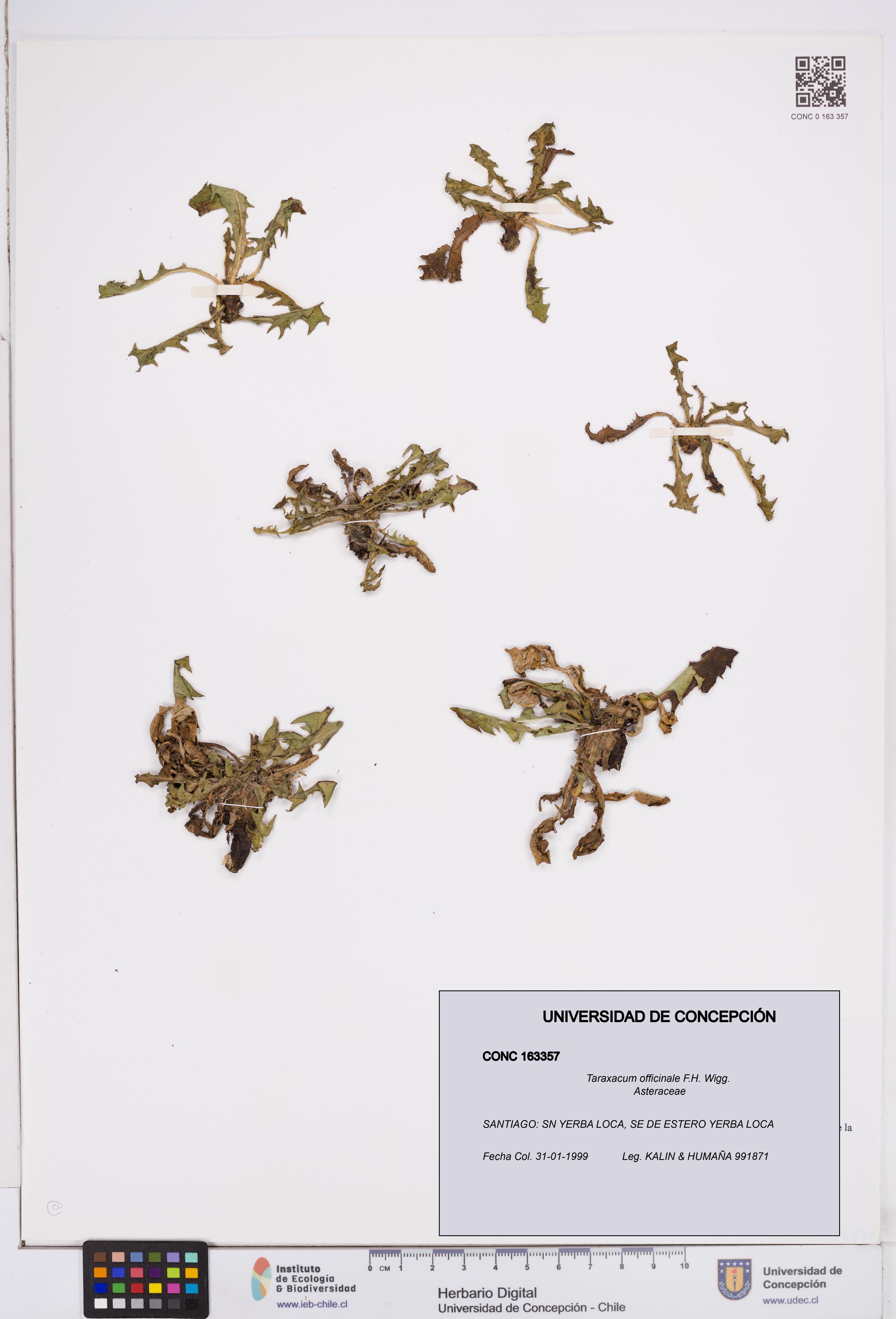 Taraxacum officinale [Espécimen: ]