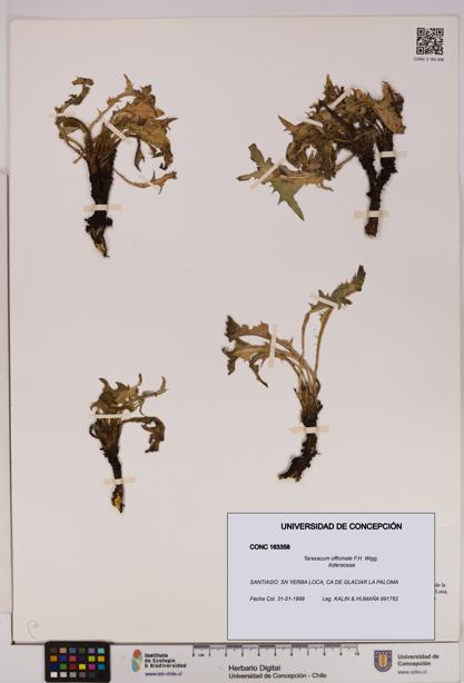 Taraxacum officinale [Espécimen: UDEC:CONC:0163358]