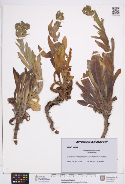 Cynoglossum creticum [Espécimen: ]
