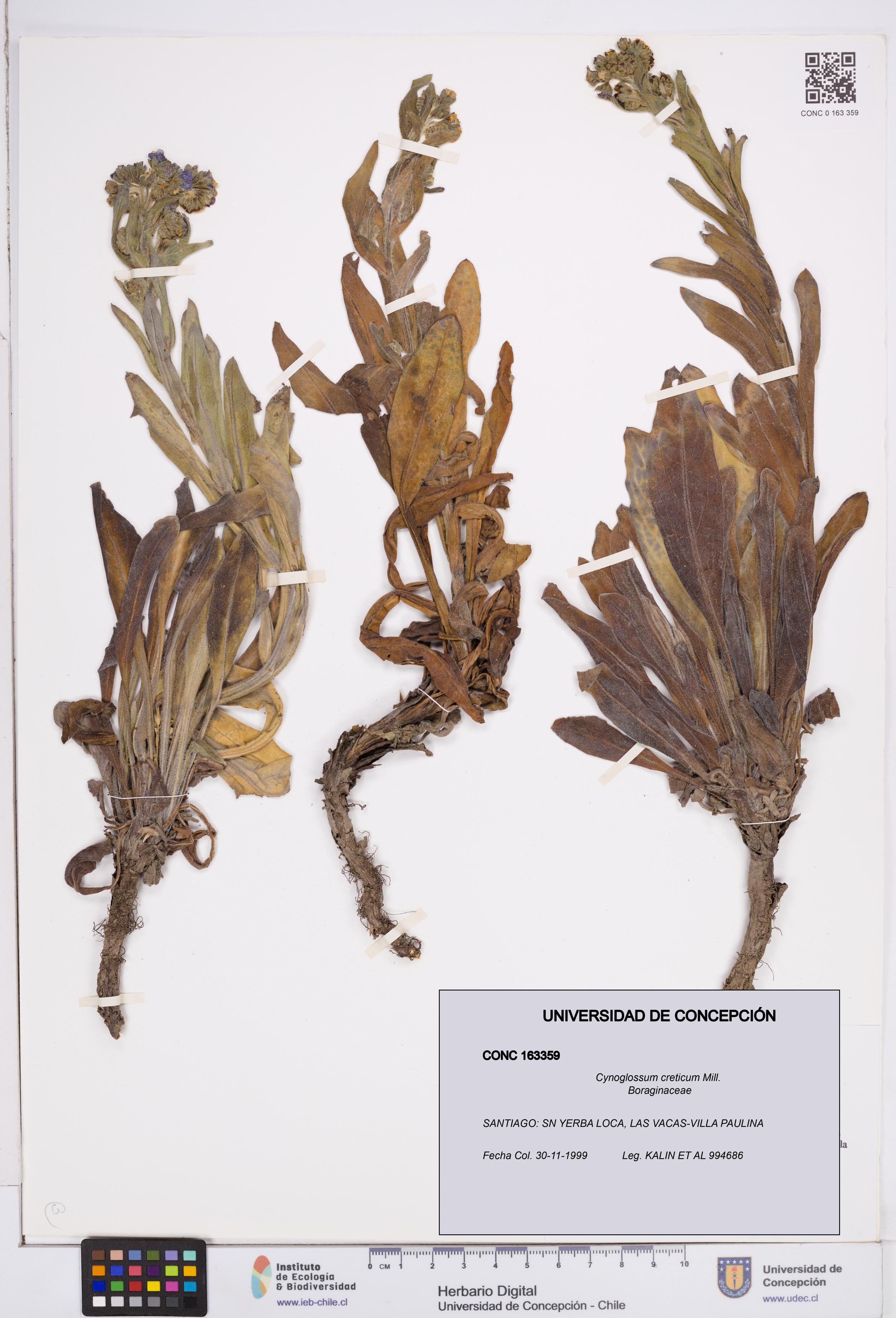 Cynoglossum creticum [Espécimen: ]