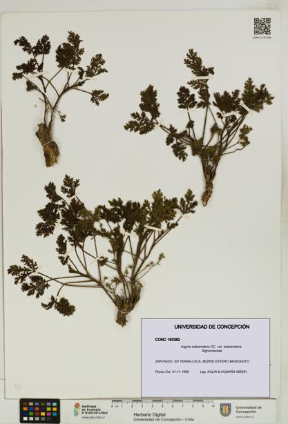 Argylia adscendens [Espécimen: UDEC:CONC:0163362]
