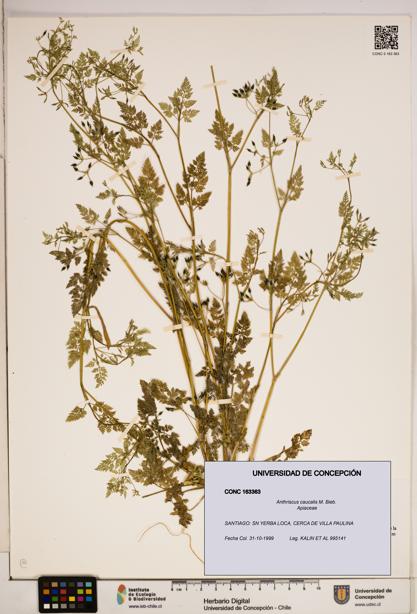 Anthriscus caucalis [Espécimen: ]