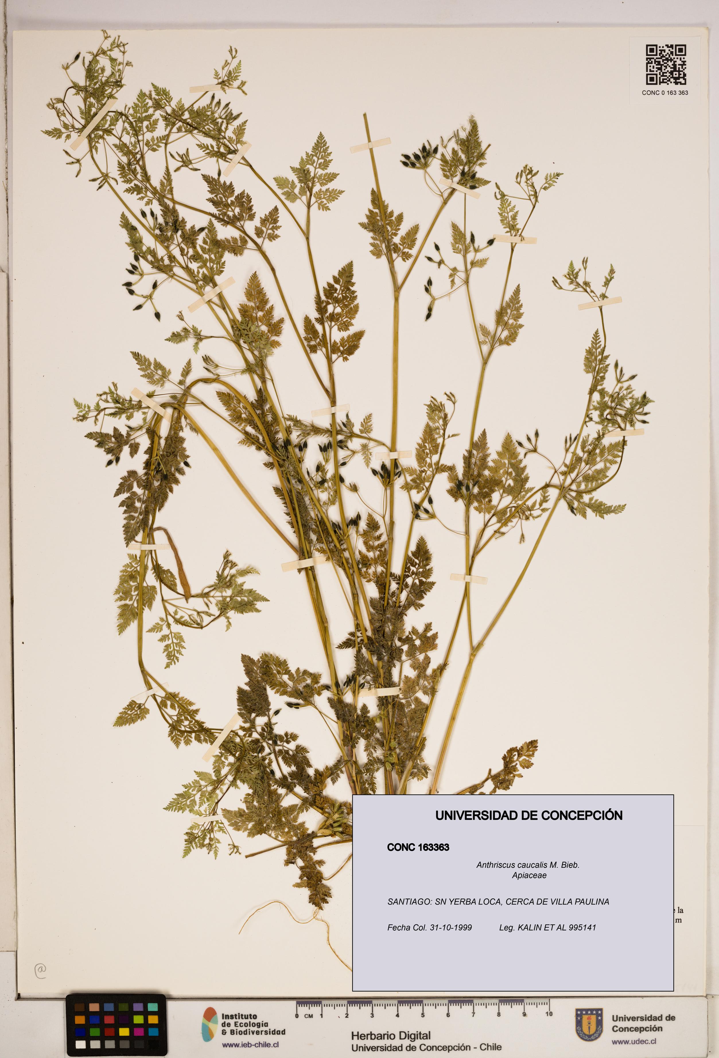Anthriscus caucalis [Espécimen: ]