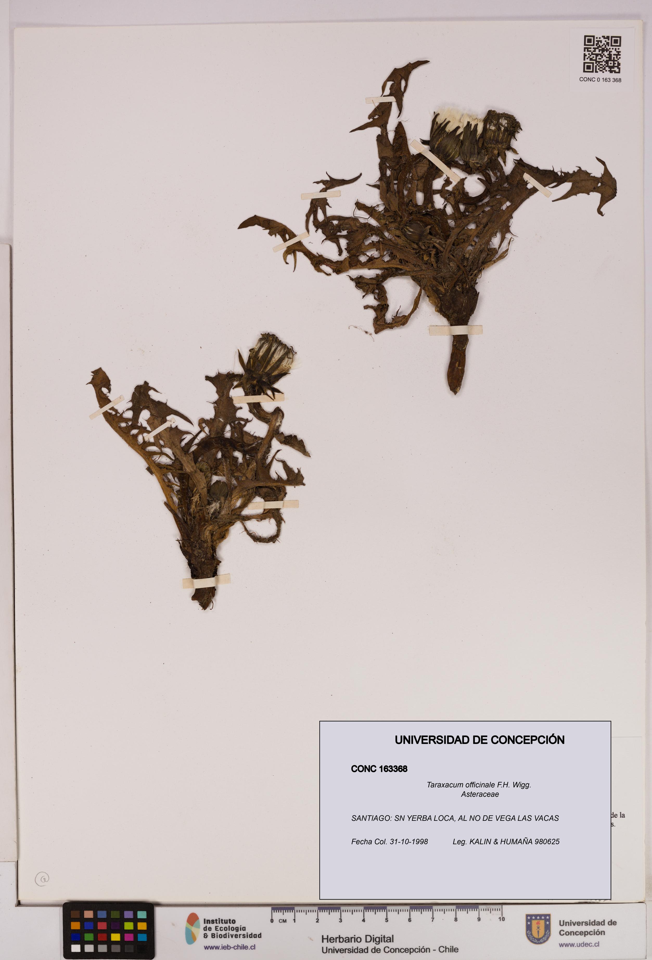 Taraxacum officinale [Espécimen: UDEC:CONC:0163368]
