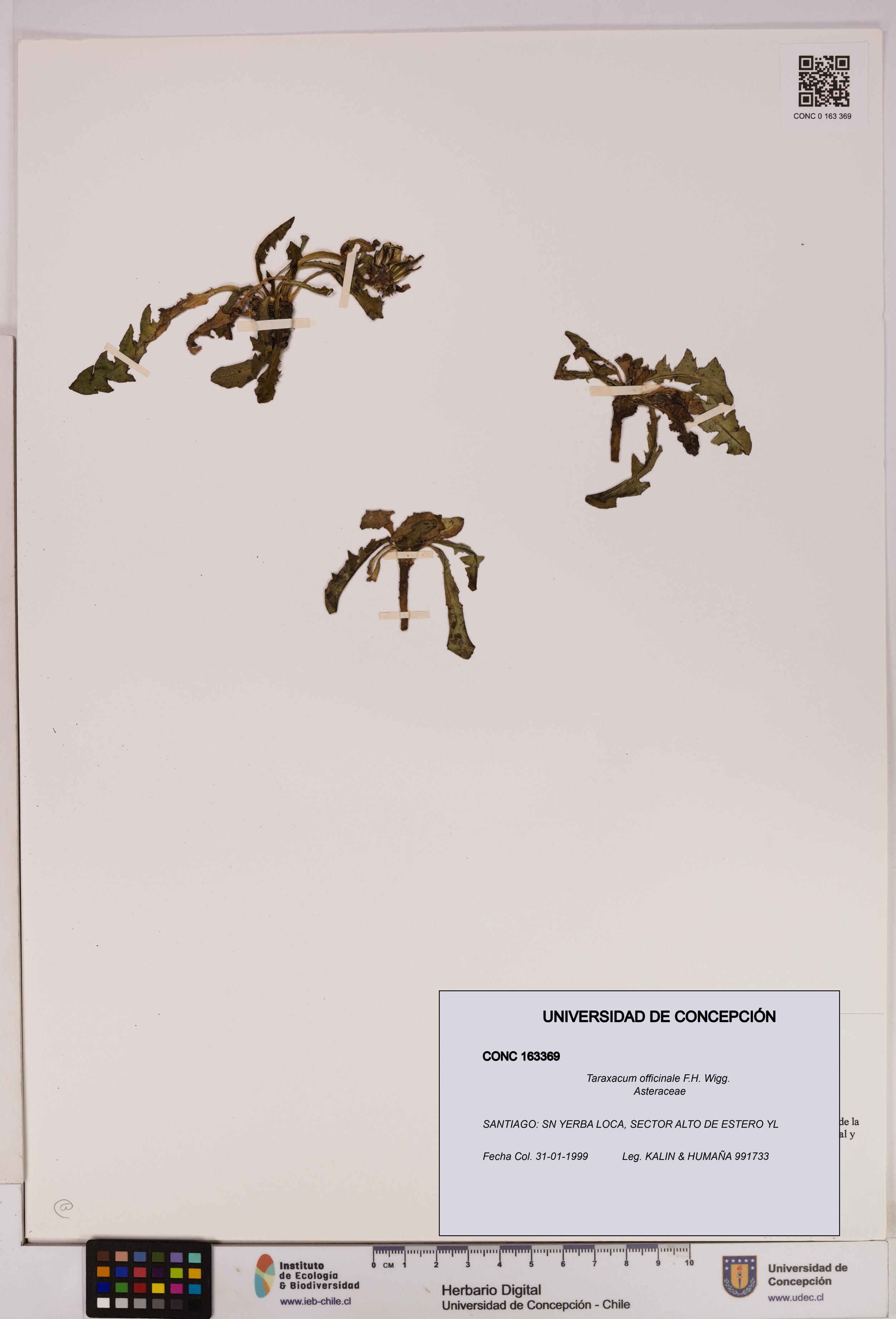 Taraxacum officinale [Espécimen: UDEC:CONC:0163369]