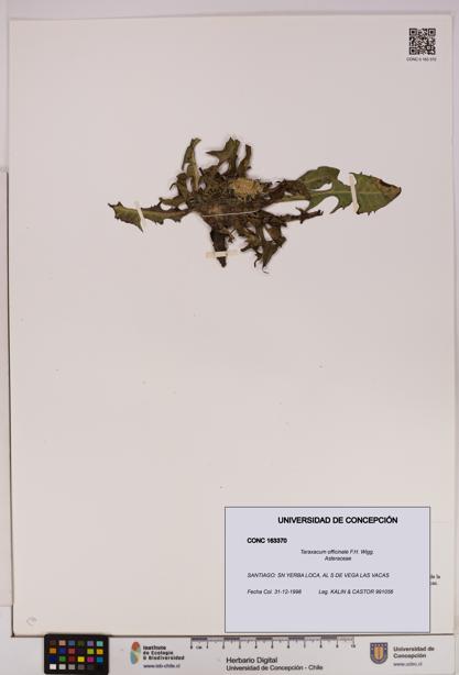 Taraxacum officinale [Espécimen: UDEC:CONC:0163370]