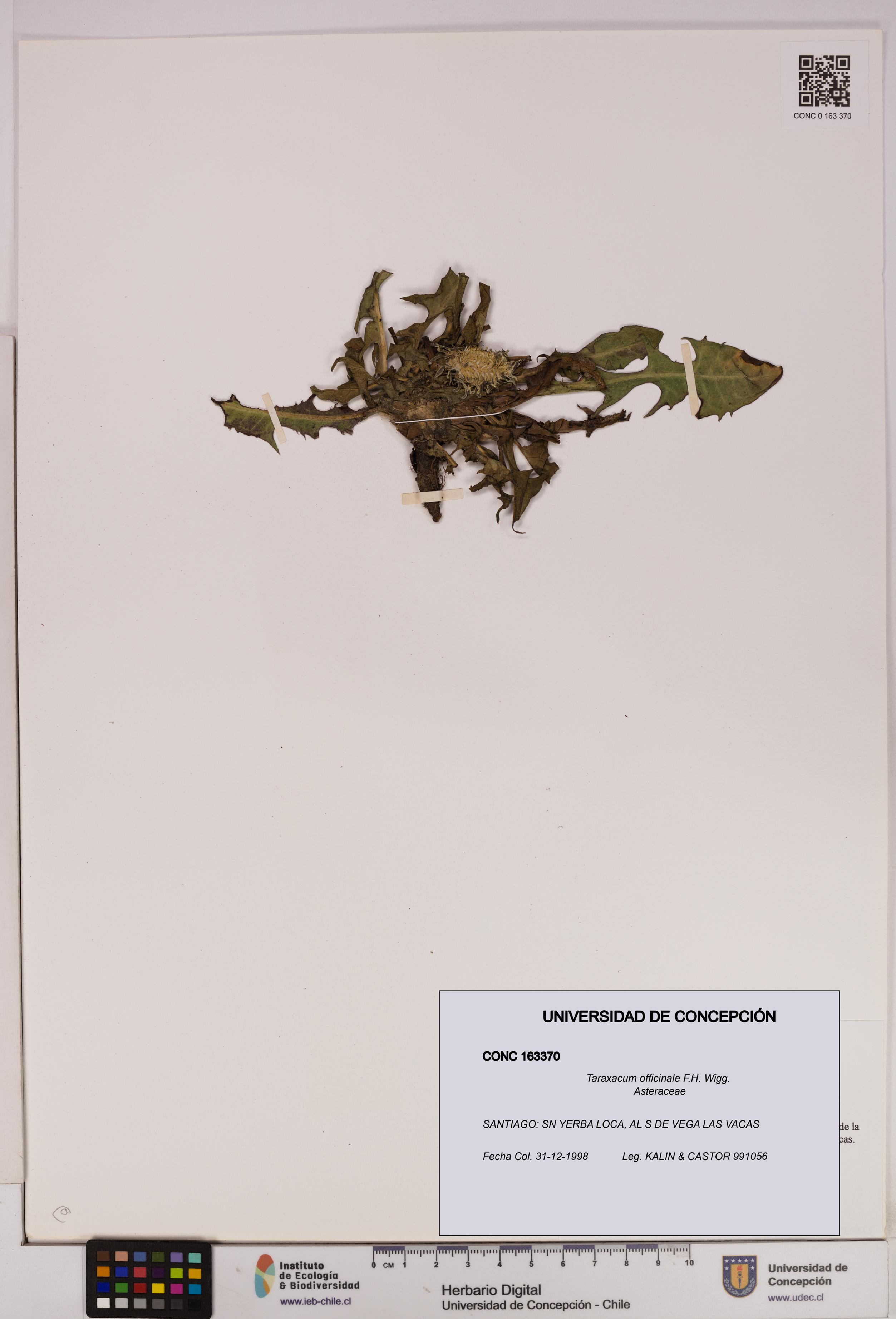 Taraxacum officinale [Espécimen: UDEC:CONC:0163370]