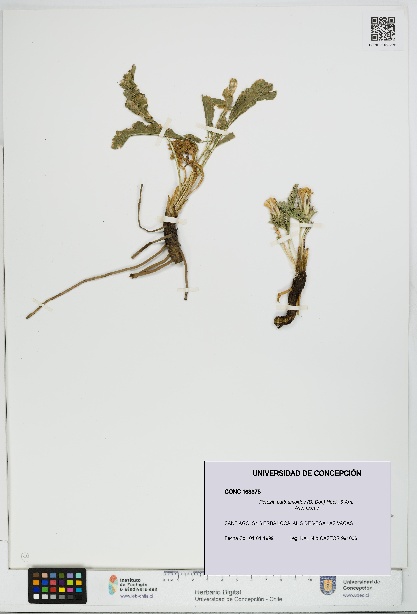 Perezia carthamoides [Espécimen: UDEC:CONC:0163375]