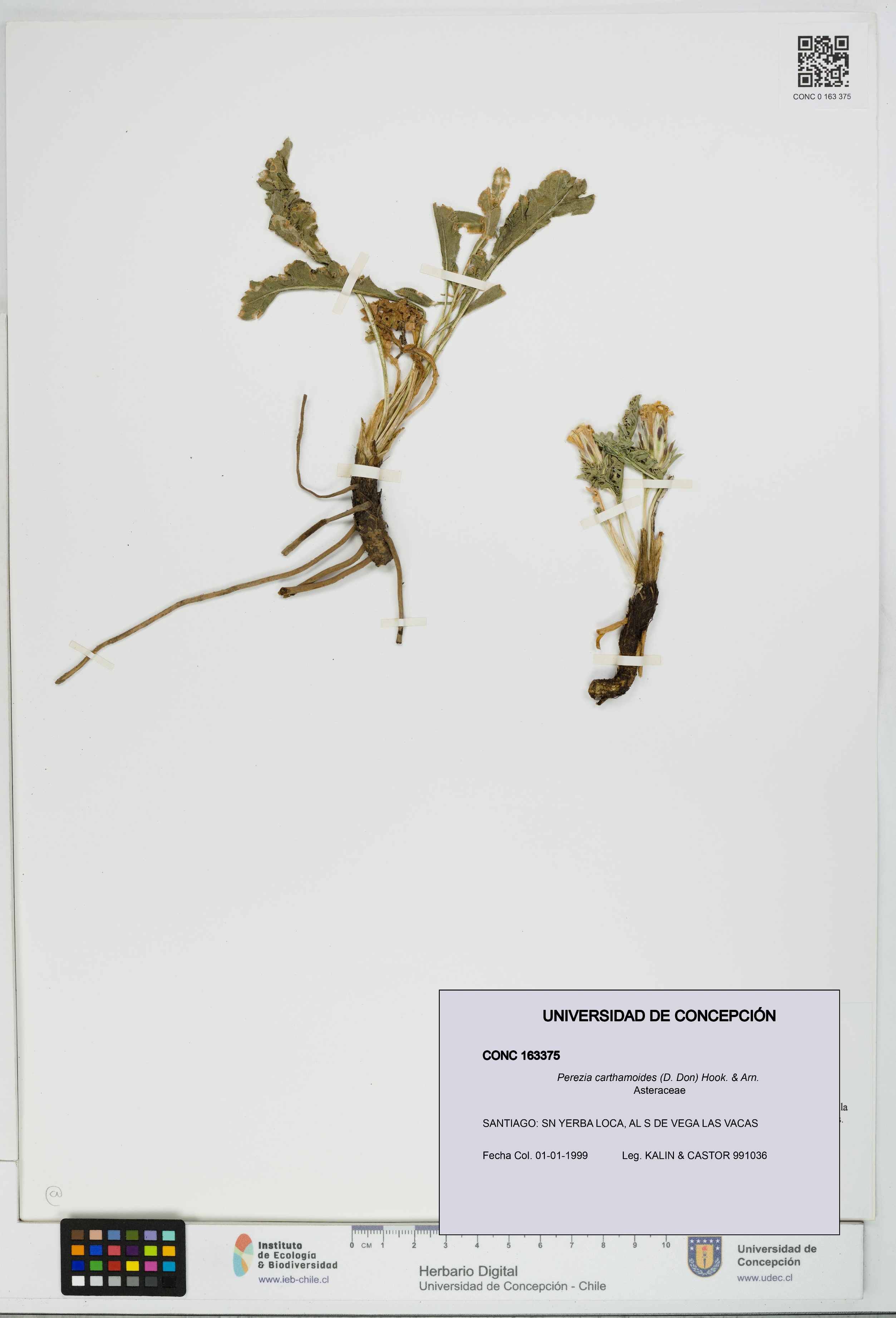 Perezia carthamoides [Espécimen: UDEC:CONC:0163375]