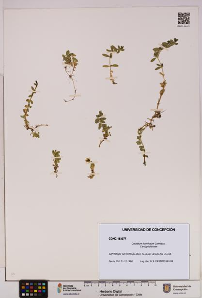Cerastium humifusum [Espécimen: UDEC:CONC:0163377]