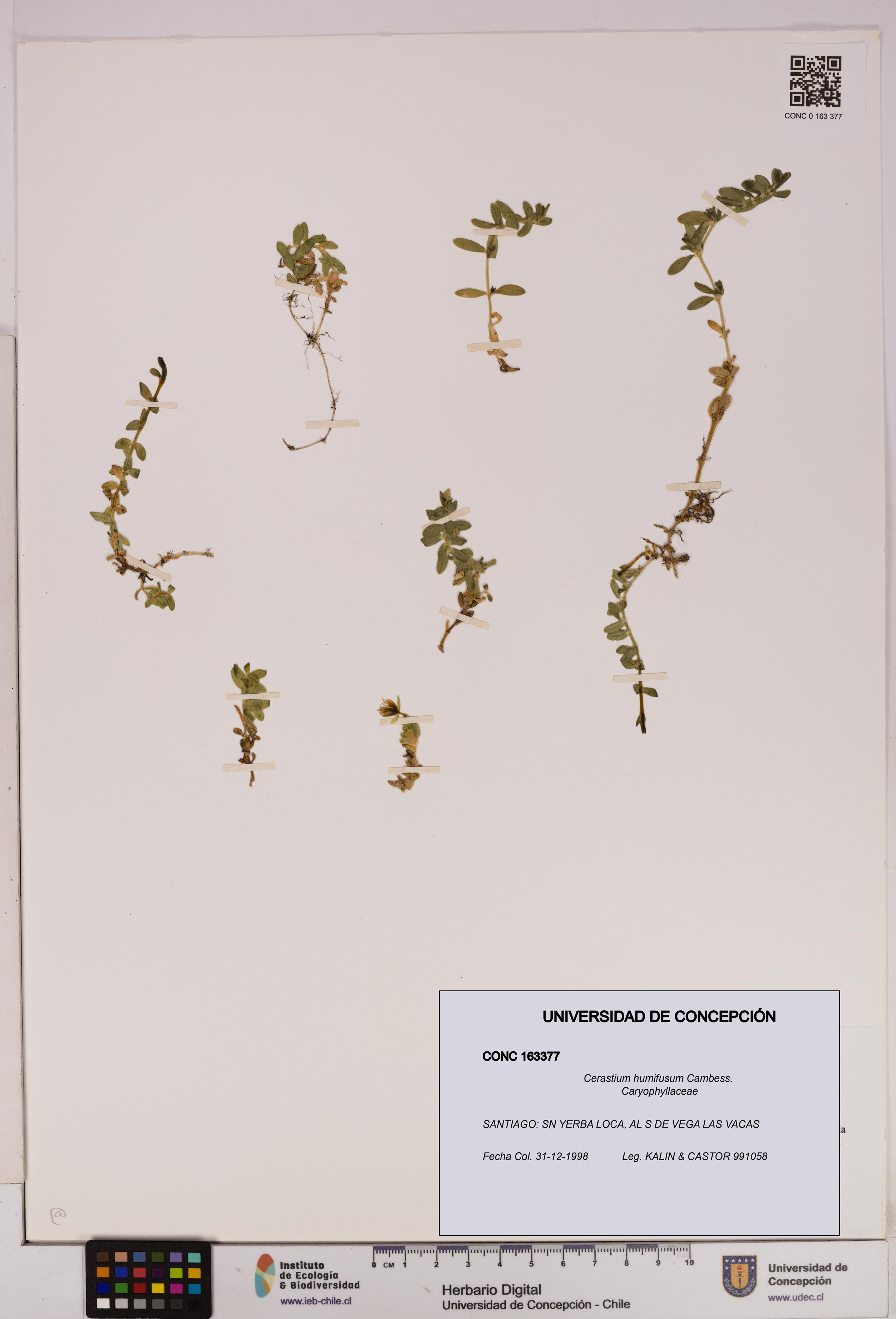 Cerastium humifusum [Espécimen: UDEC:CONC:0163377]