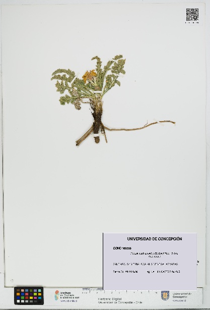 Perezia carthamoides [Espécimen: UDEC:CONC:0163386]
