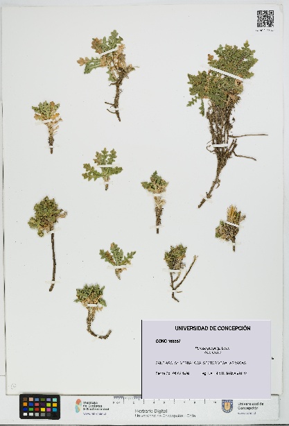 Perezia poeppigii [Espécimen: UDEC:CONC:0163387]