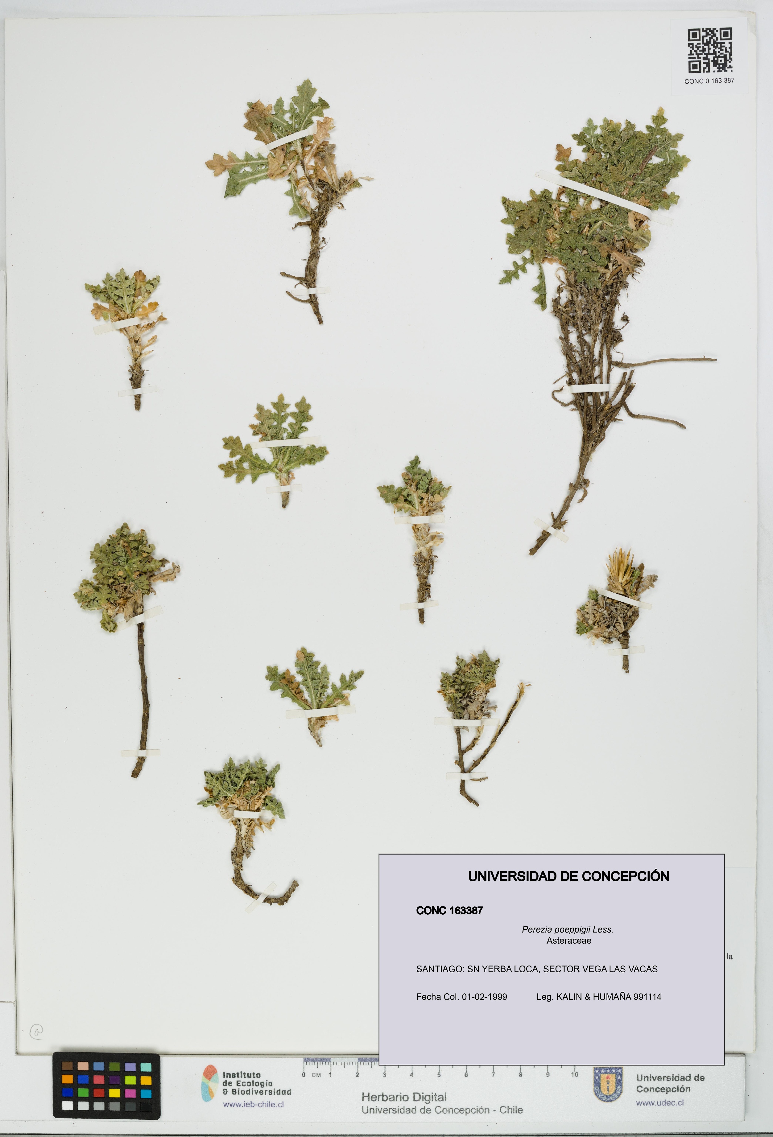 Perezia poeppigii [Espécimen: UDEC:CONC:0163387]