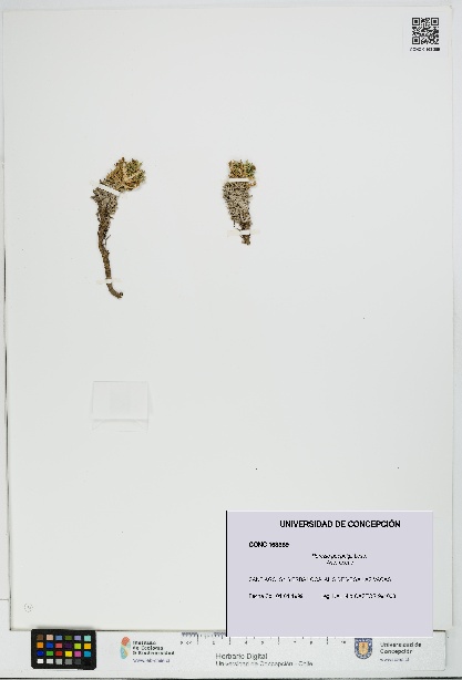 Perezia poeppigii [Espécimen: UDEC:CONC:0163389]