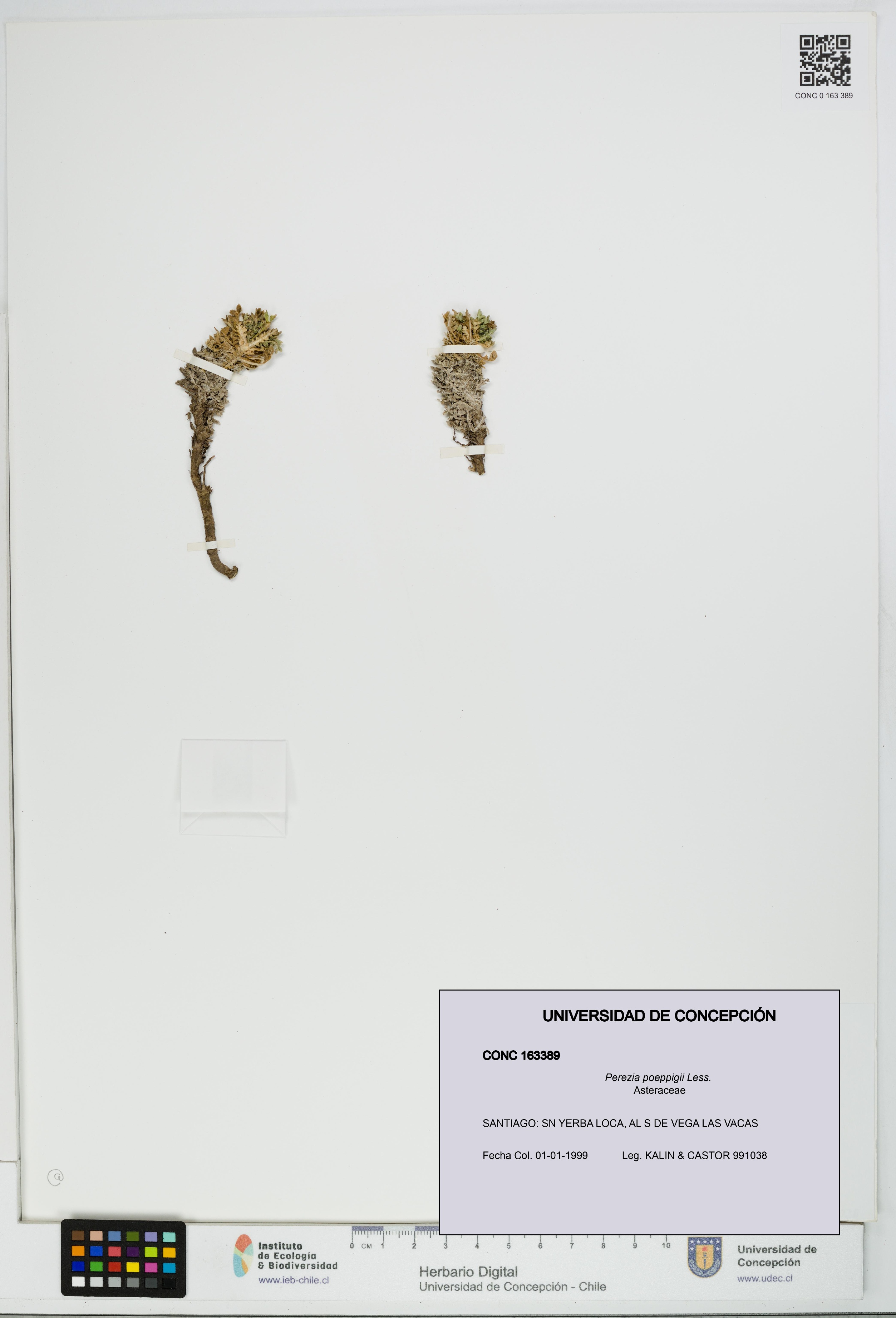 Perezia poeppigii [Espécimen: UDEC:CONC:0163389]