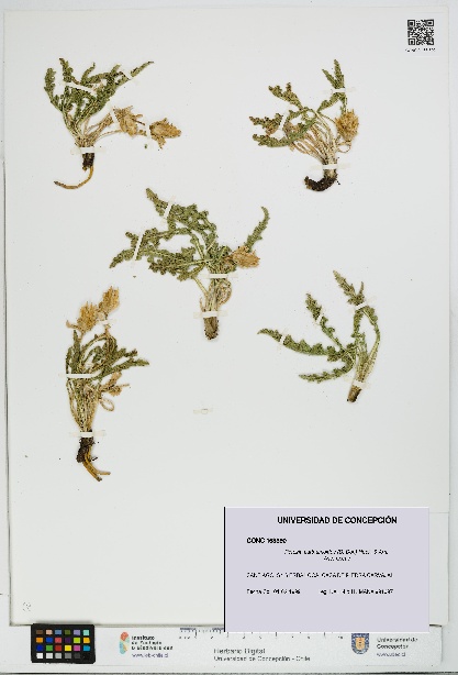 Perezia carthamoides [Espécimen: UDEC:CONC:0163390]