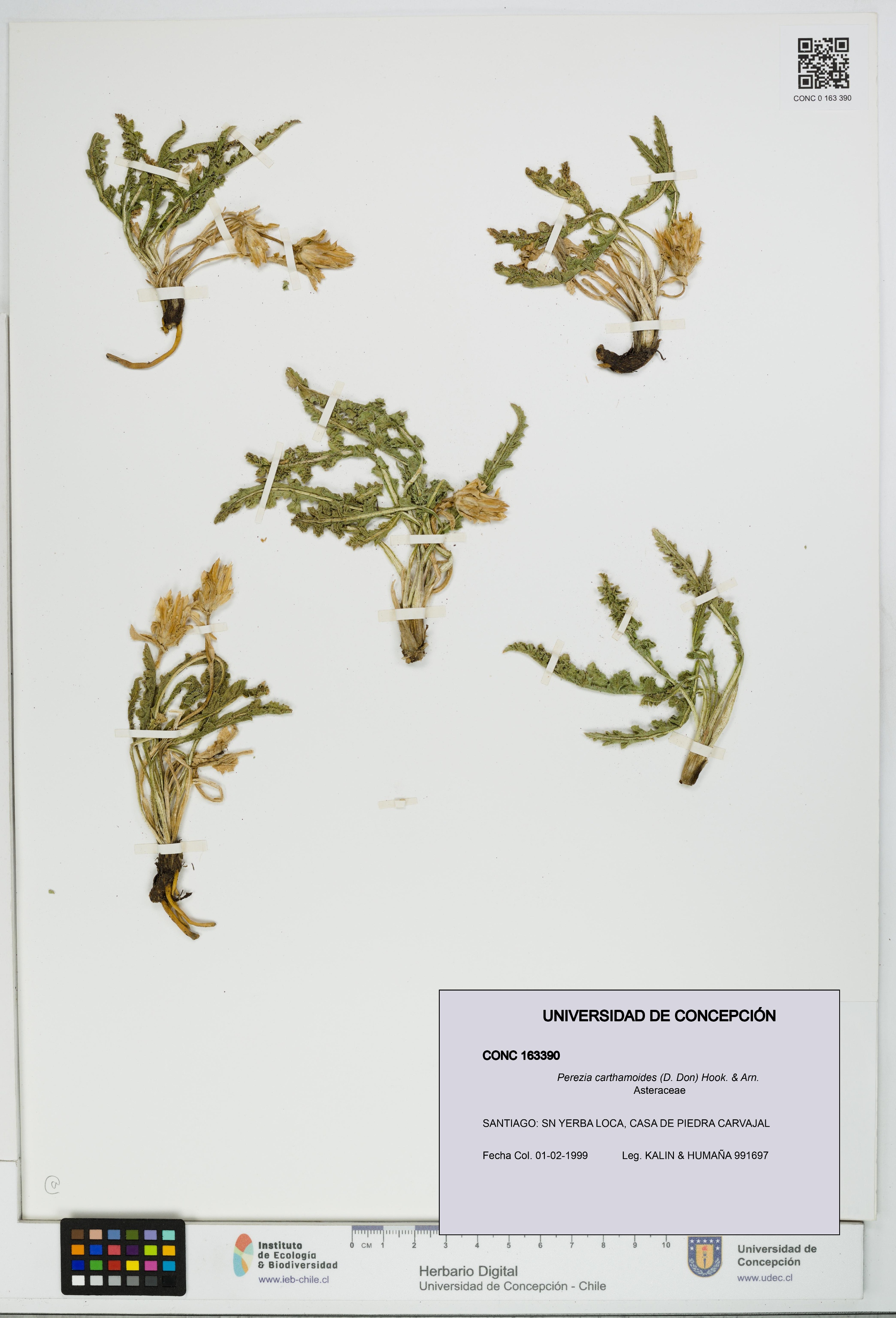 Perezia carthamoides [Espécimen: UDEC:CONC:0163390]