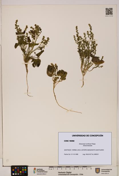 Dioscorea humifusa [Espécimen: ]