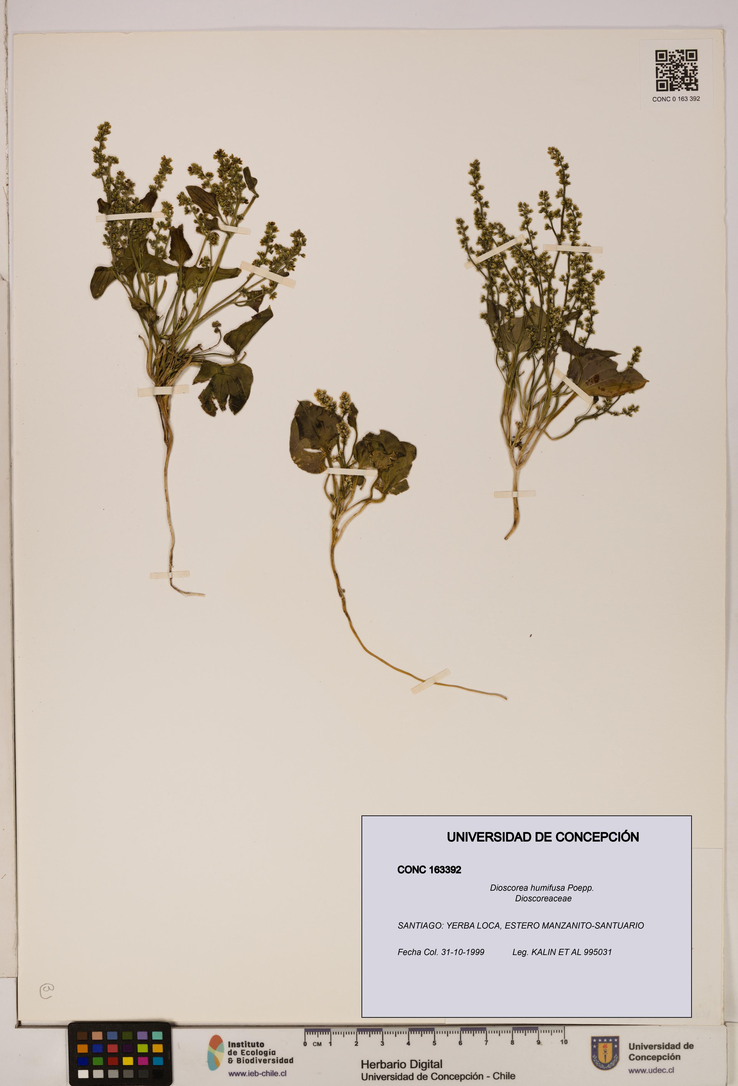 Dioscorea humifusa [Espécimen: ]