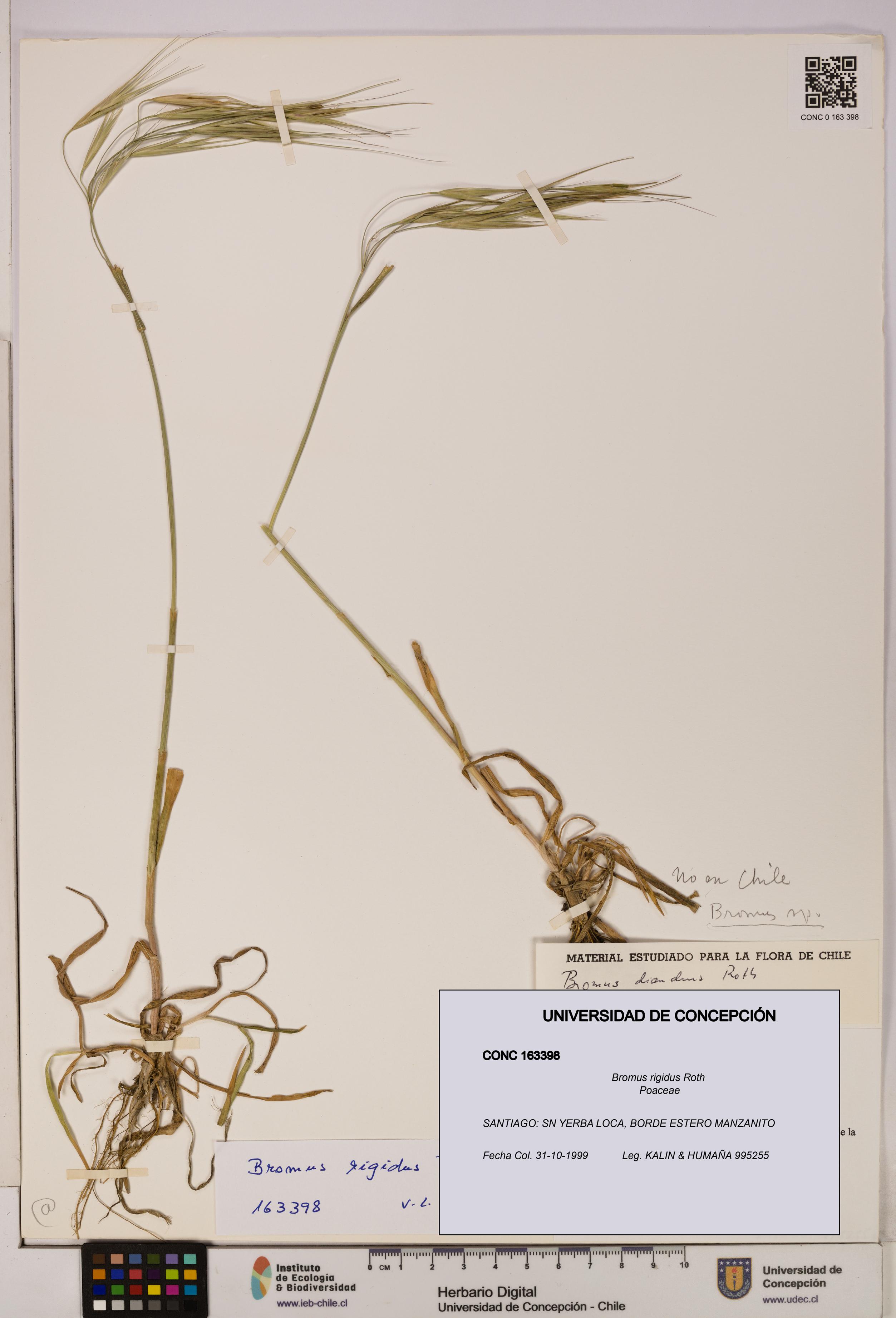 Bromus rigidus [Espécimen: UDEC:CONC:0163398]