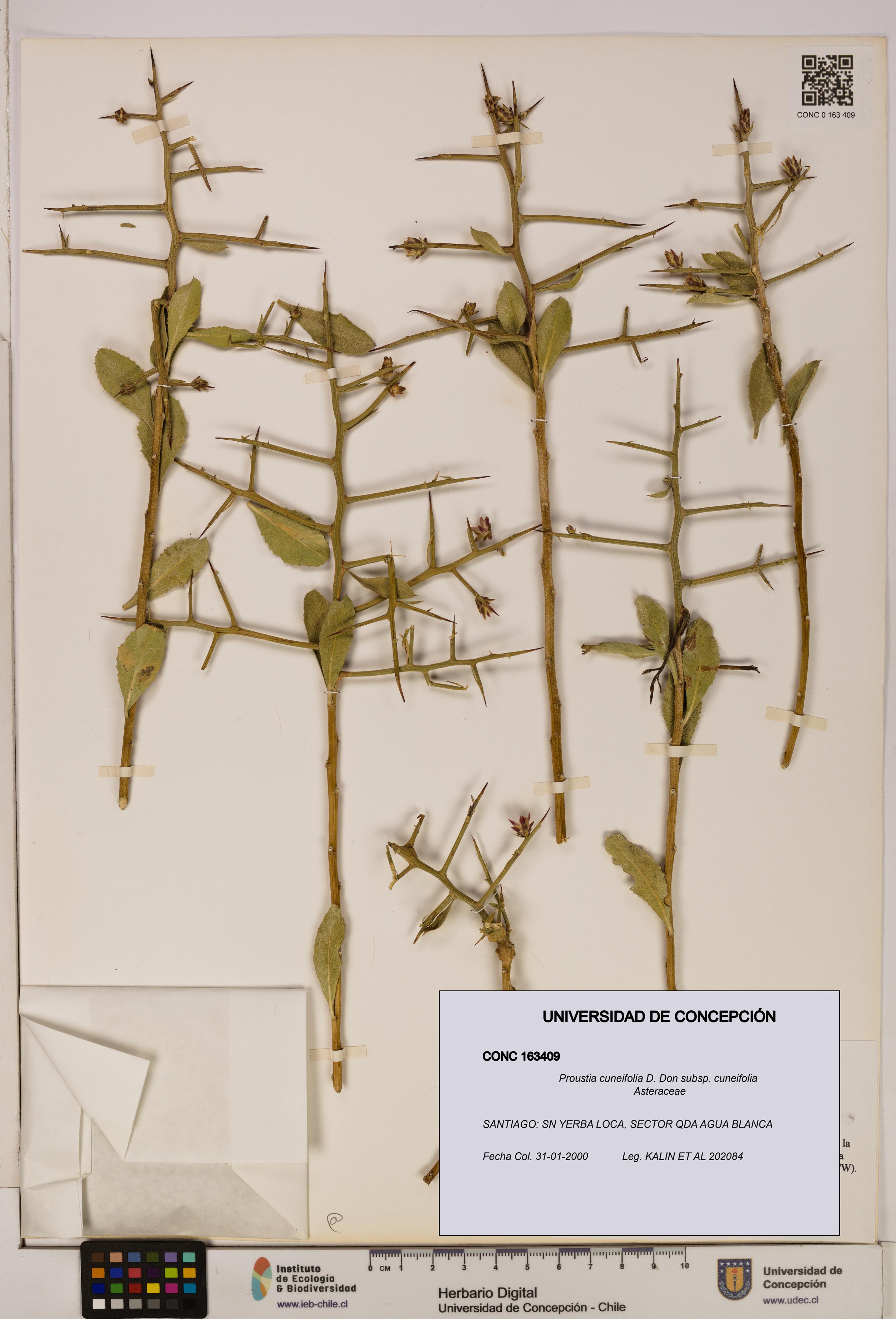 Proustia cuneifolia subsp. cuneifolia [Espécimen: UDEC:CONC:0163409]