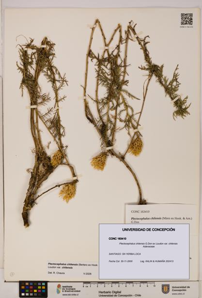 Plectocephalus chilensis [Espécimen: ]