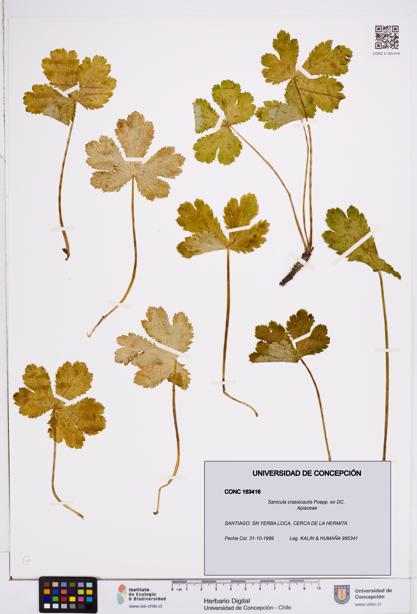 Sanicula crassicaulis [Espécimen: ]