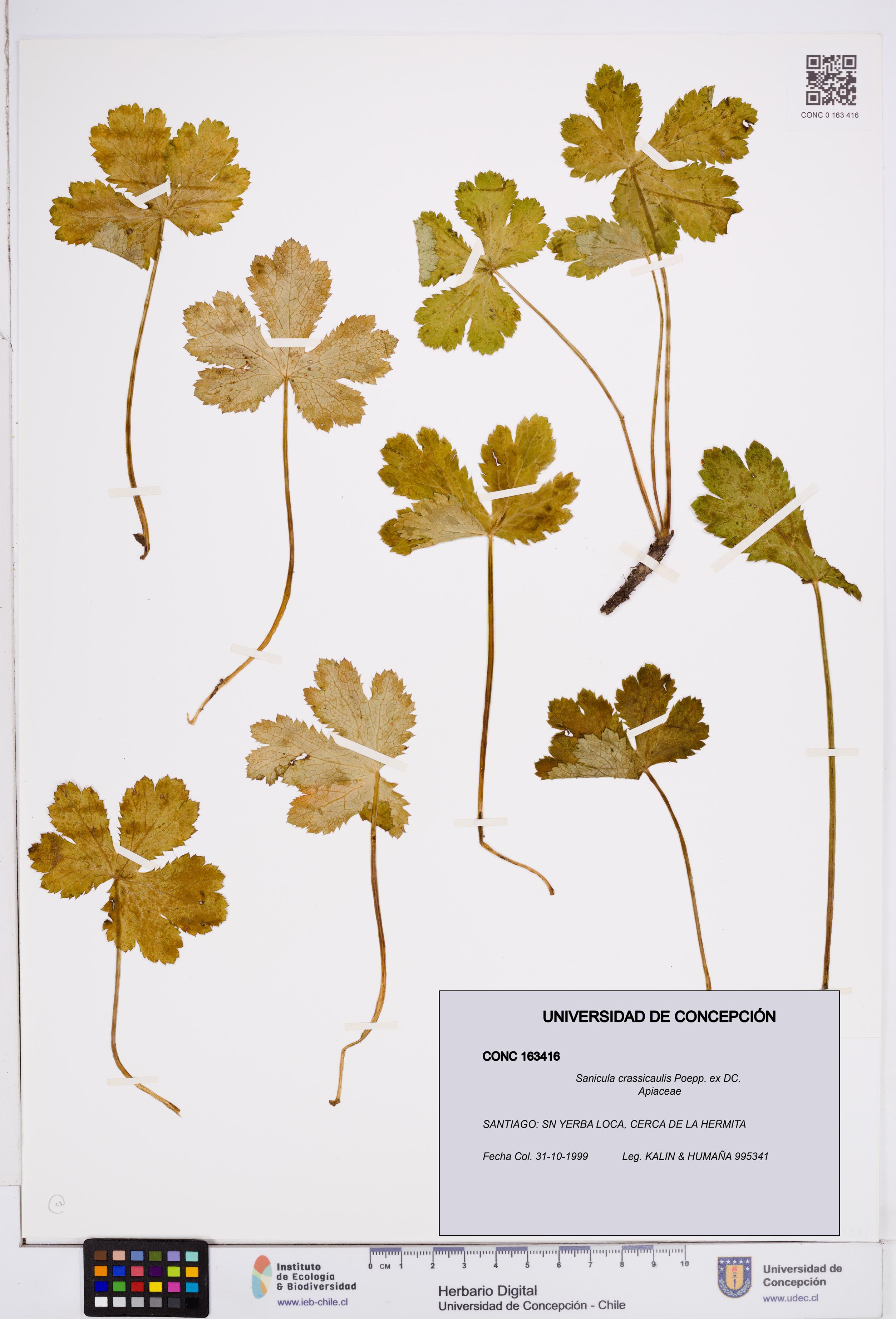 Sanicula crassicaulis [Espécimen: ]