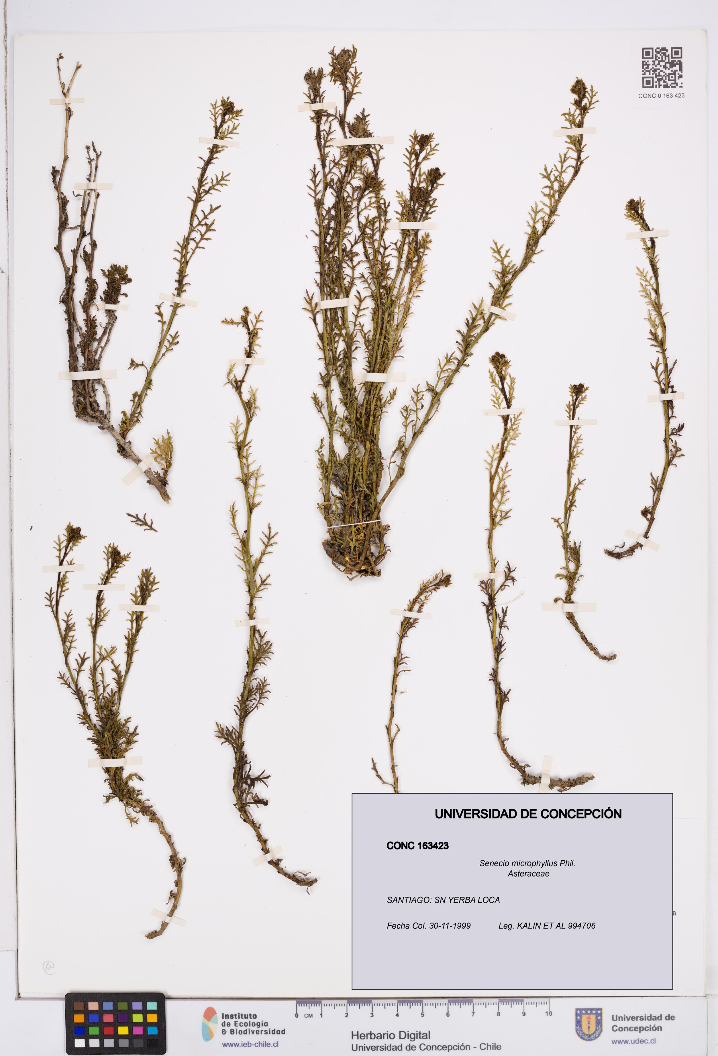 Senecio microphyllus [Espécimen: ]