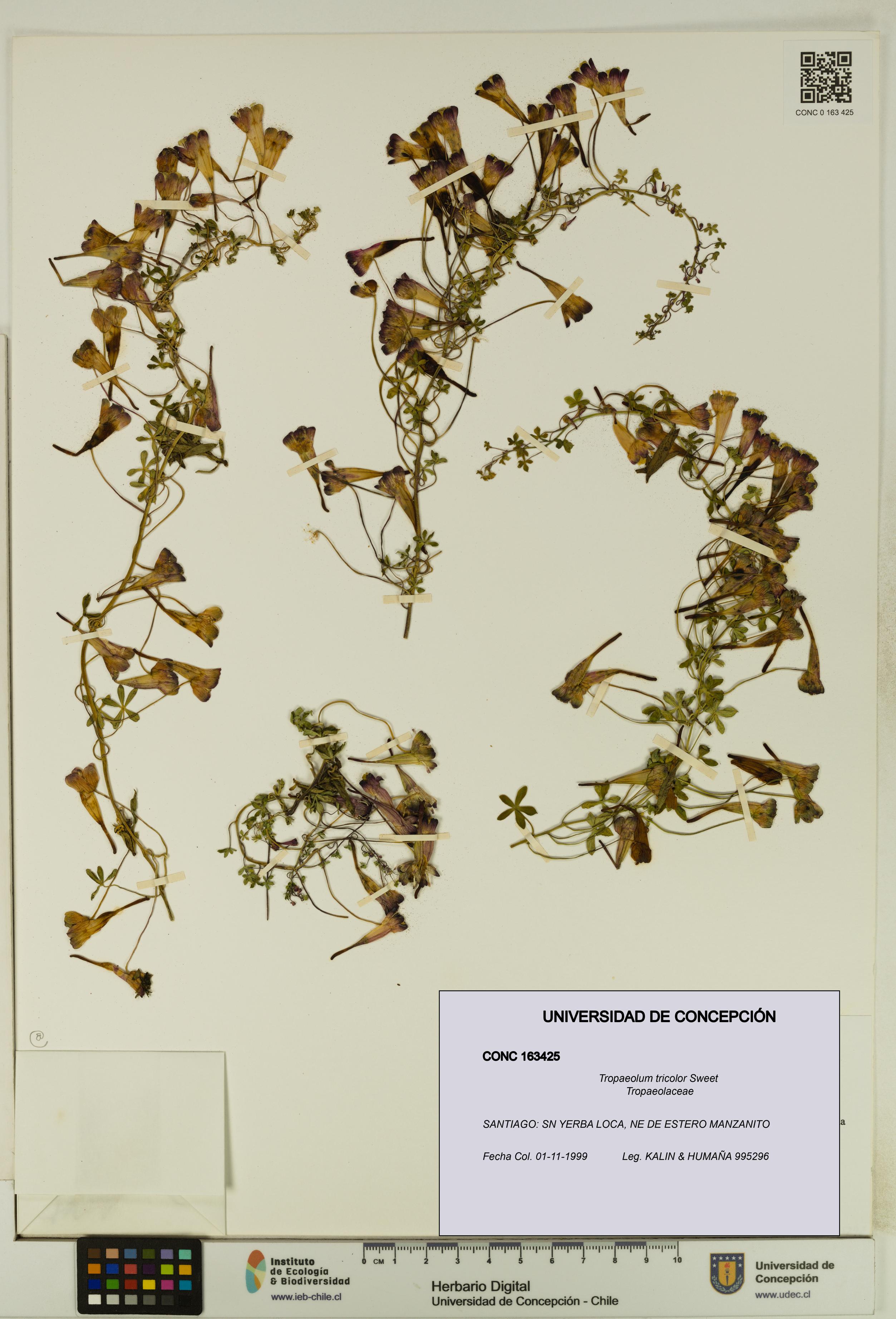 Tropaeolum tricolor [Espécimen: UDEC:CONC:0163425]