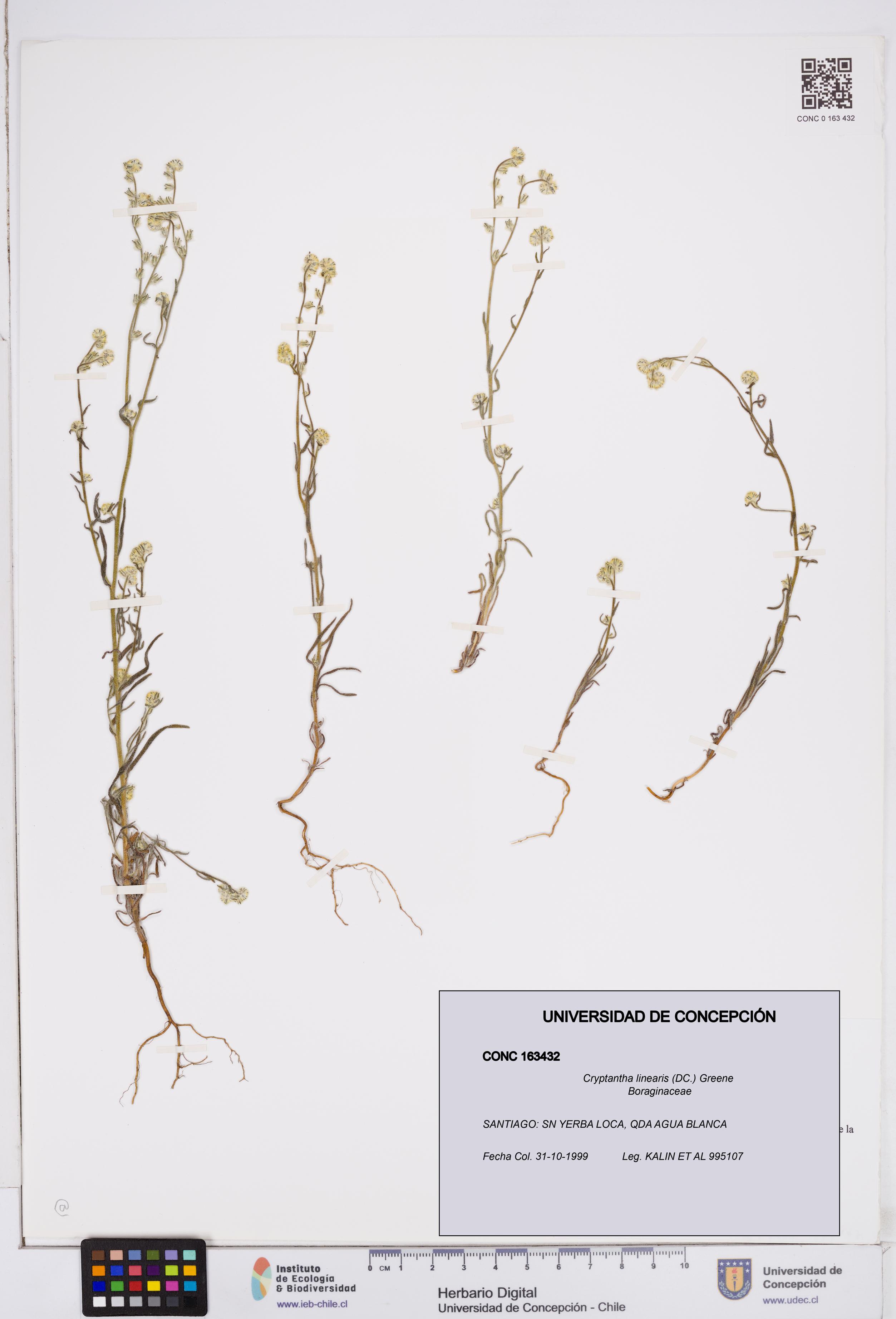 Cryptantha linearis [Espécimen: ]