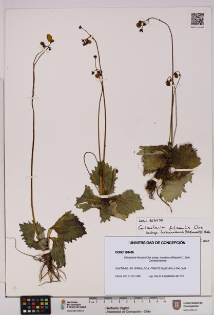 Calceolaria filicaulis [Espécimen: UDEC:CONC:0163435]