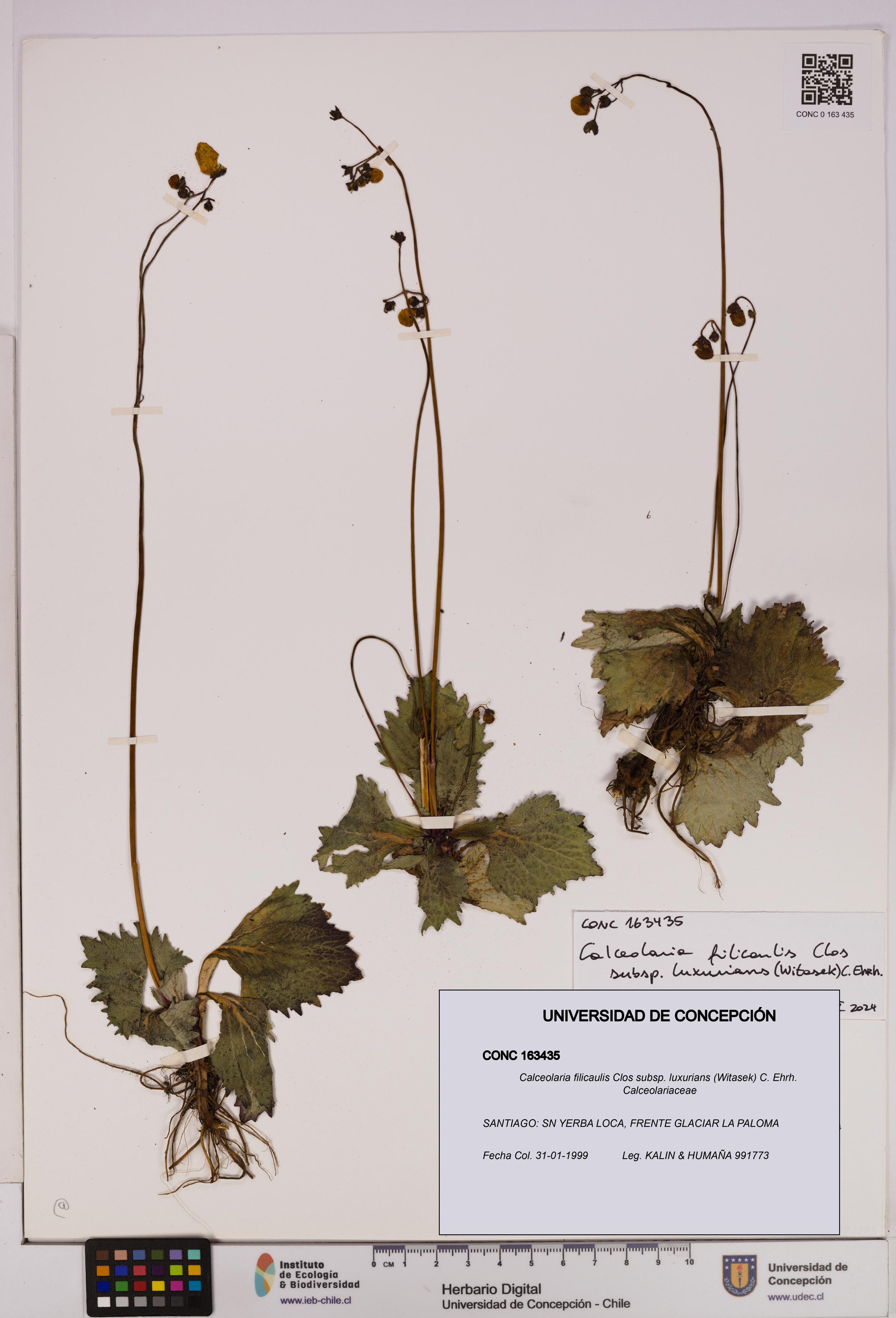Calceolaria filicaulis [Espécimen: UDEC:CONC:0163435]