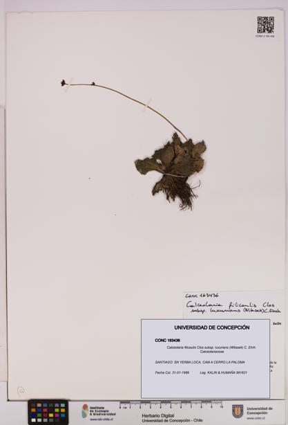 Calceolaria filicaulis [Espécimen: UDEC:CONC:0163436]