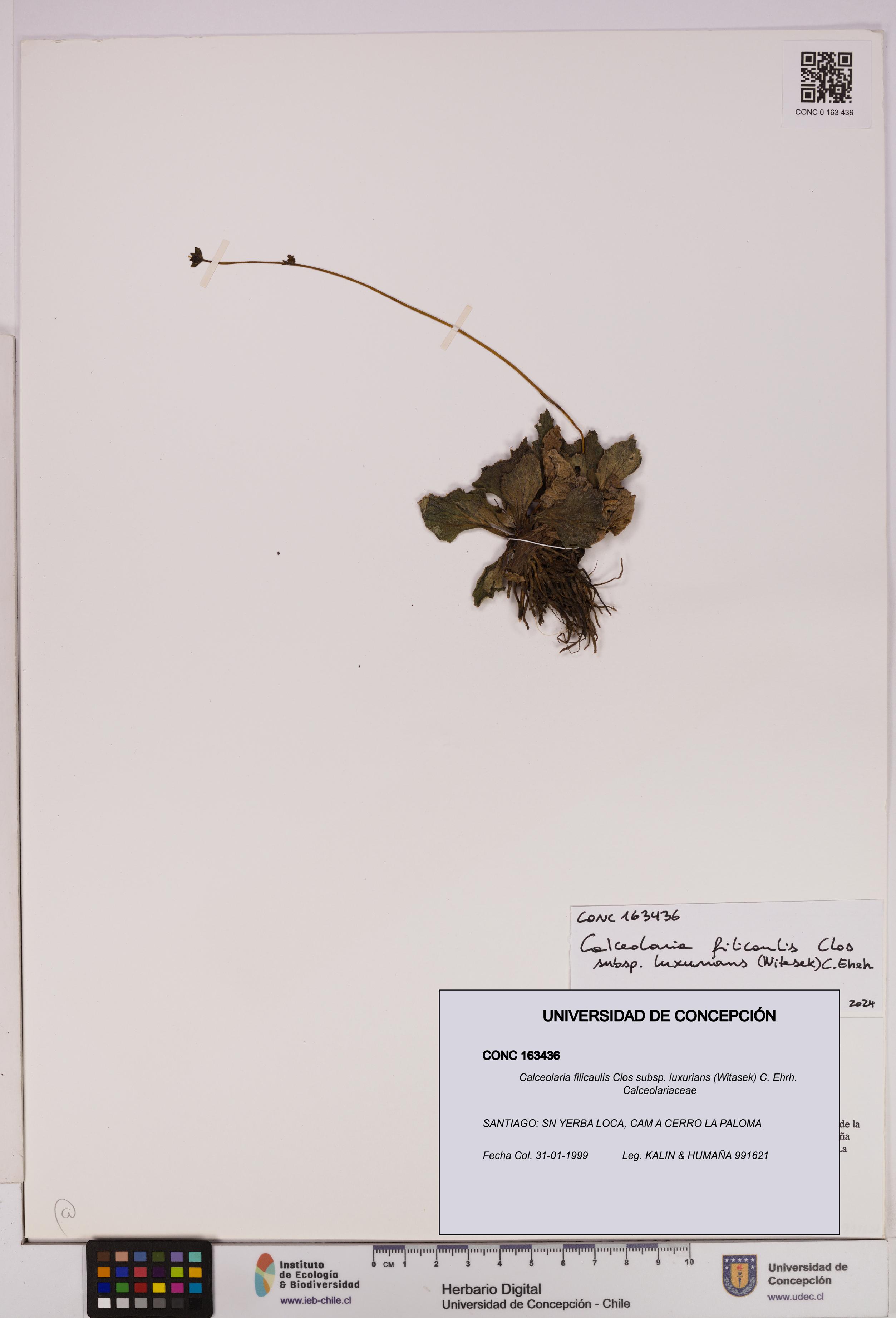 Calceolaria filicaulis [Espécimen: UDEC:CONC:0163436]