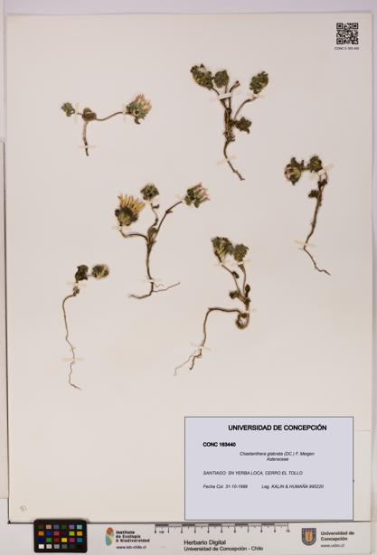 Chaetanthera glabrata [Espécimen: UDEC:CONC:0163440]