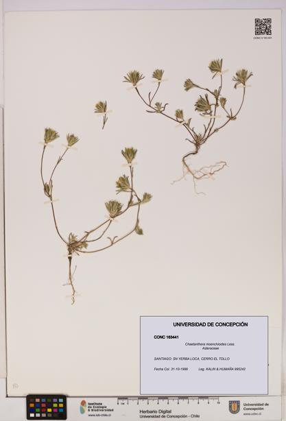 Chaetanthera moenchioides [Espécimen: UDEC:CONC:0163441]