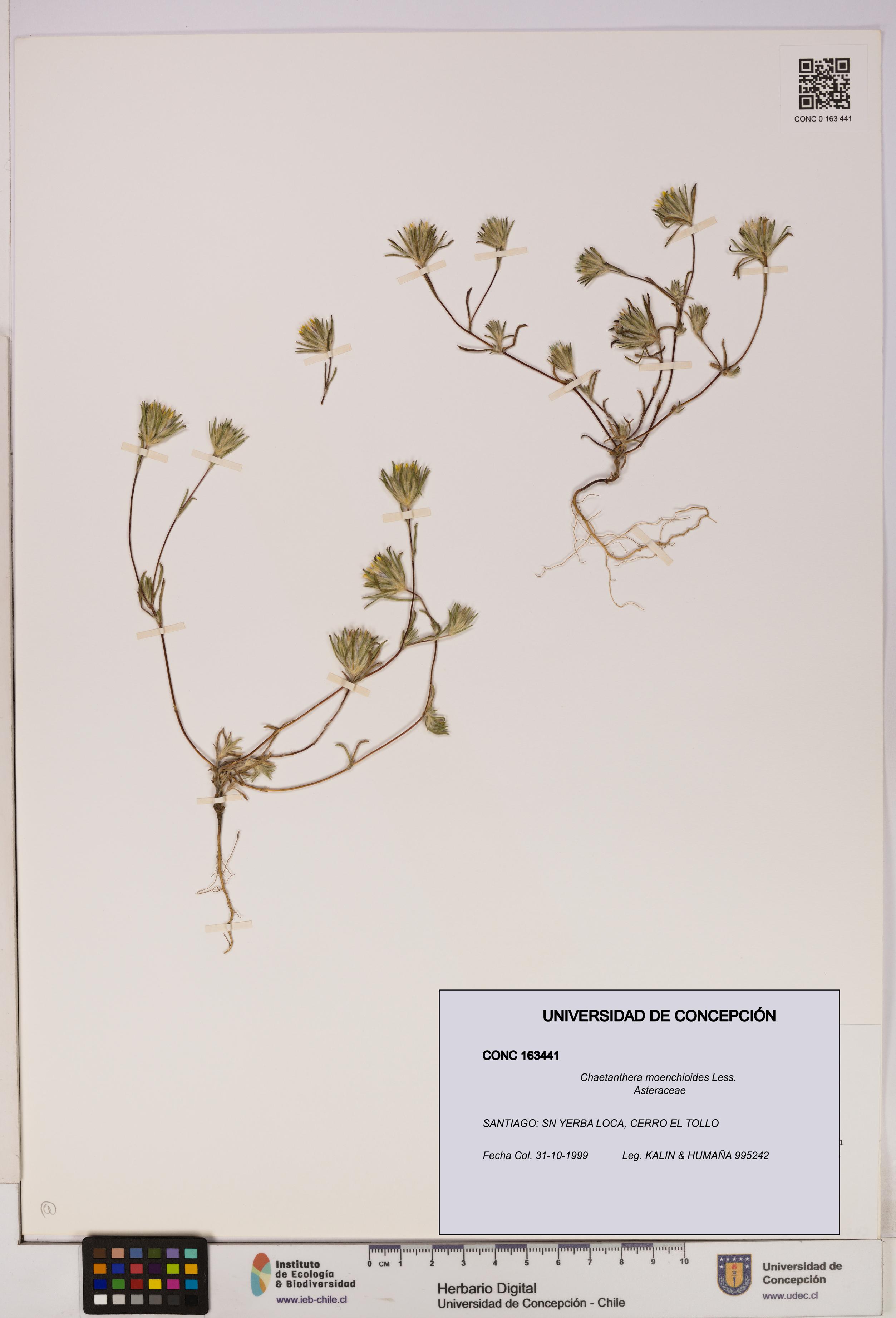 Chaetanthera moenchioides [Espécimen: UDEC:CONC:0163441]