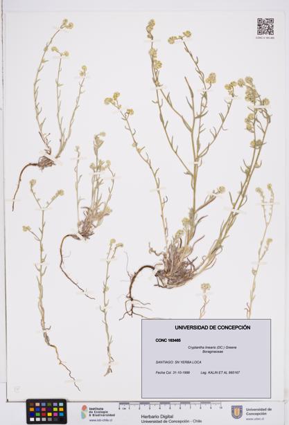 Cryptantha linearis [Espécimen: ]
