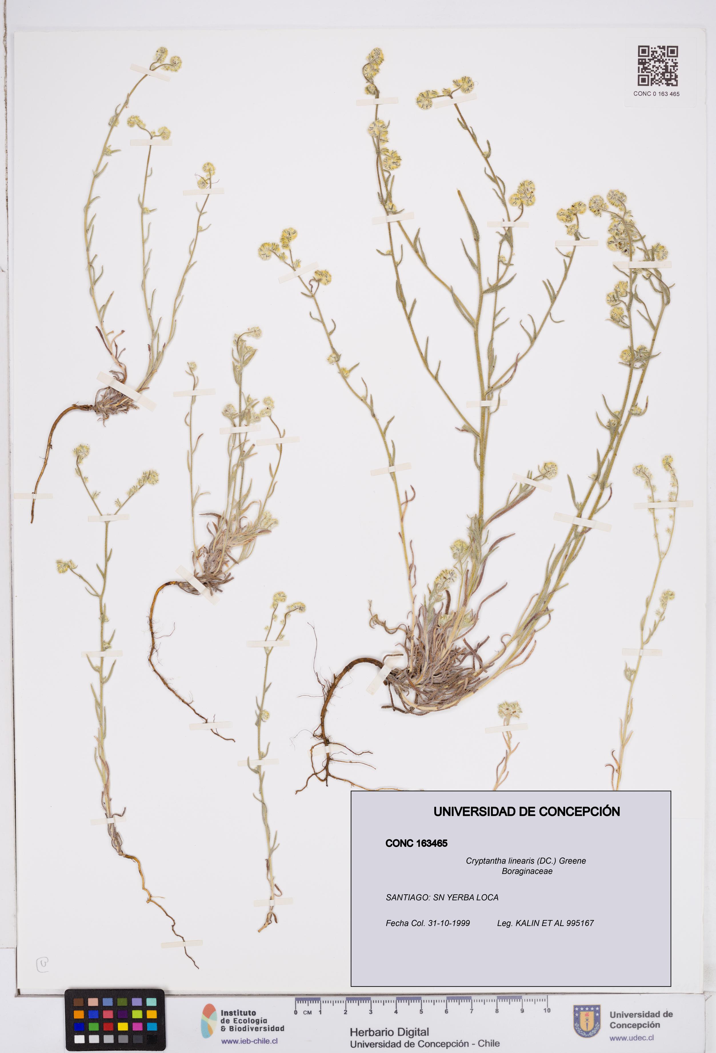Cryptantha linearis [Espécimen: ]